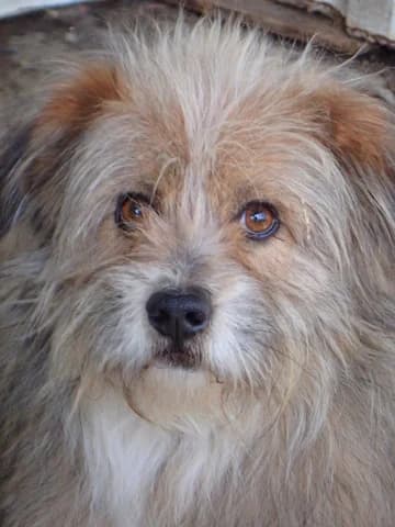 Senator, male puppy Mixed Breed for adoption at Remember Me France