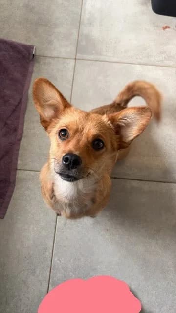 Stuka, female puppy Mixed Breed for adoption at Remember Me France