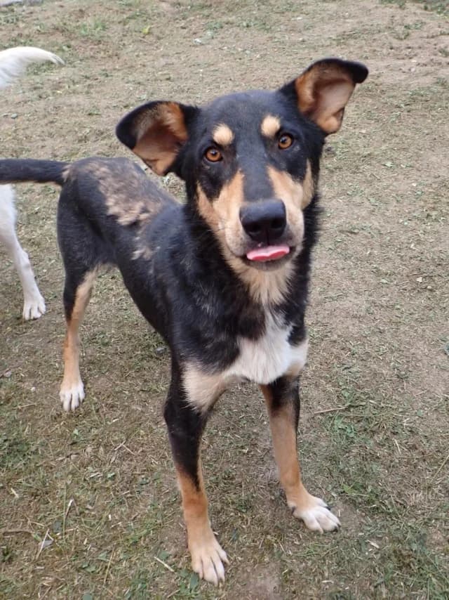 Elton, male puppy Mixed Breed for adoption at Remember Me France