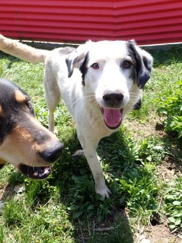 Harley, male puppy Mixed Breed for adoption at Remember Me France