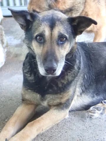 Sarabi, female 6yo Mixed Breed for adoption at Remember Me France