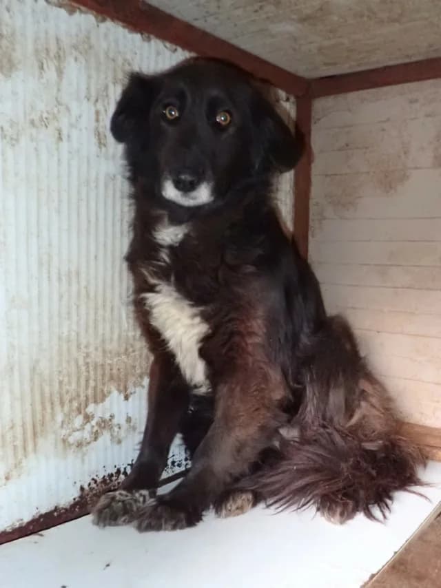 Priya, female Mixed Breed for adoption at Remember Me France