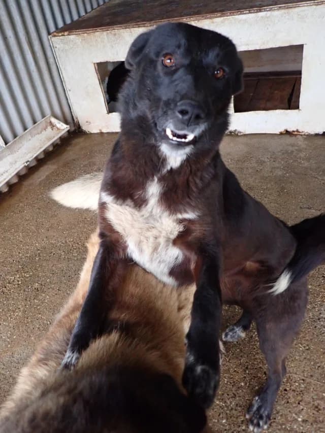 Meii, female puppy Mixed Breed for adoption at Remember Me France