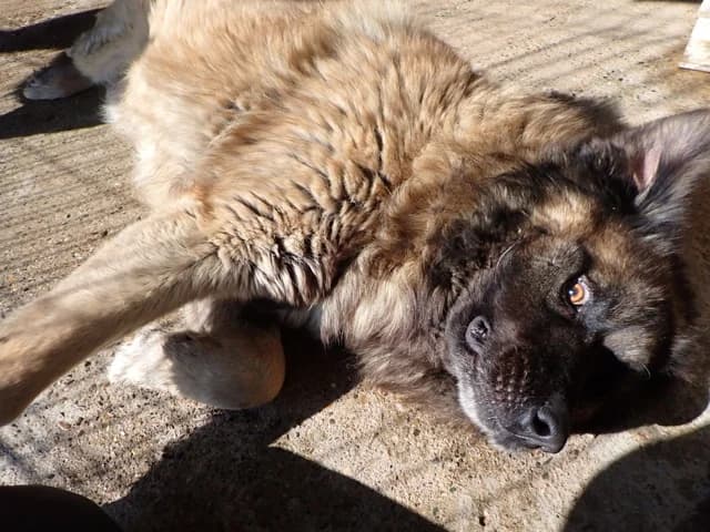Preston, male Mixed Breed for adoption at Remember Me France