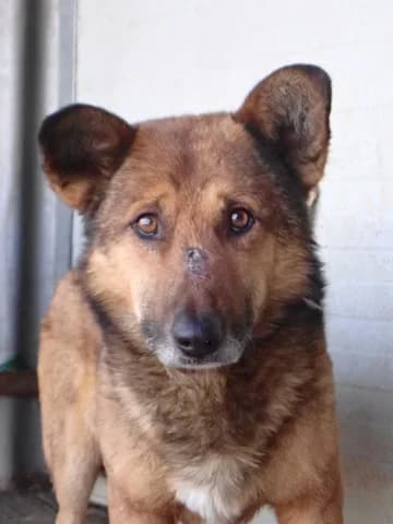 Comak, male Mixed Breed for adoption at Remember Me France