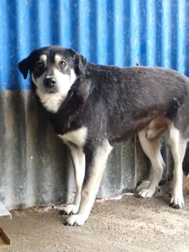 Teddie, male young Mixed Breed for adoption at Remember Me France