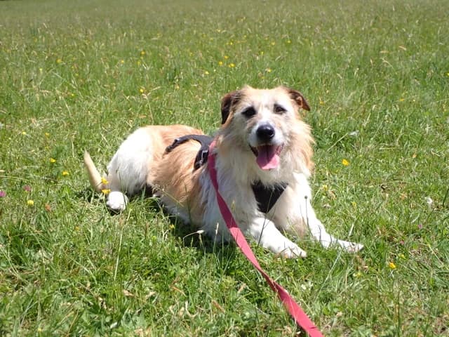 Imelda, female puppy Mixed Breed for adoption at Remember Me France