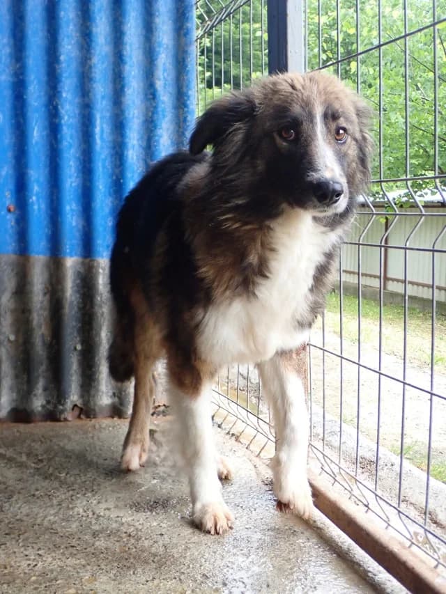 Jinn, female Mixed Breed for adoption at Remember Me France