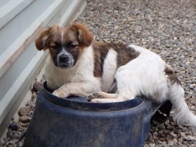 Shenzi, female puppy Mixed Breed for adoption at Remember Me France
