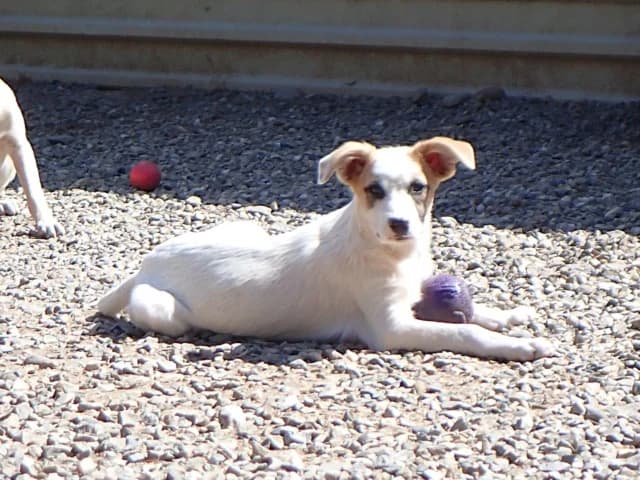 Georges, Mixed Breed (Remember Me France)
