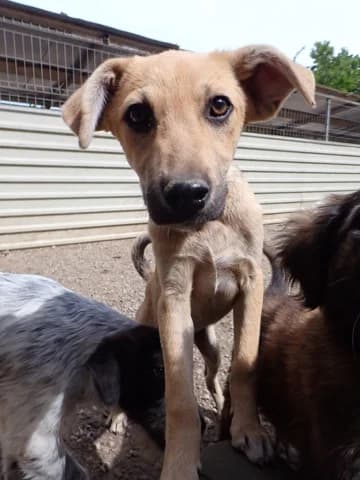 Clayton, male puppy Mixed Breed for adoption at Remember Me France
