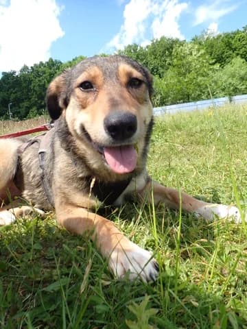 Sheree, female puppy Mixed Breed for adoption at Remember Me France