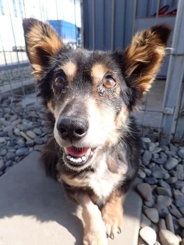 Oldie, female senior Mixed Breed for adoption at Remember Me France