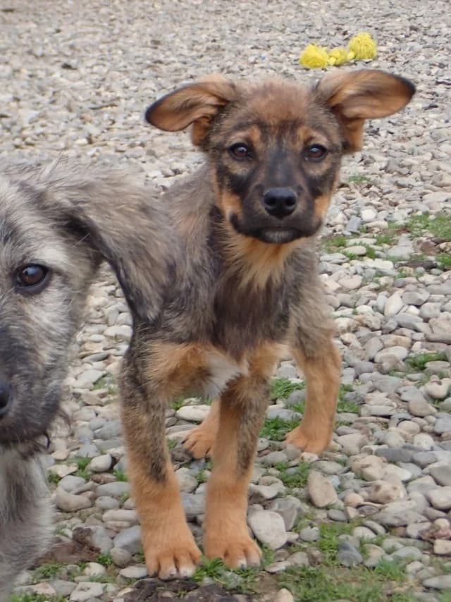 Oswald, male young Mixed Breed for adoption at Remember Me France