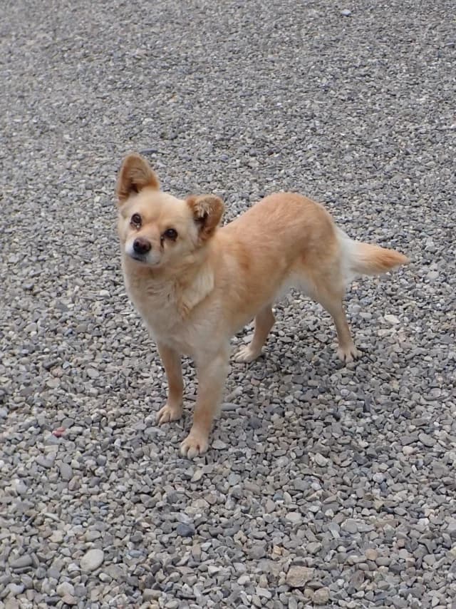 Soline, female 6yo Mixed Breed for adoption at Remember Me France