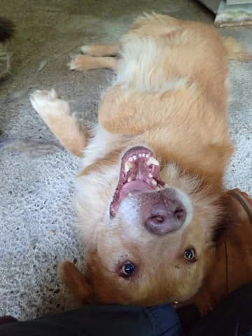 Lilian, male senior Mixed Breed for adoption at Remember Me France