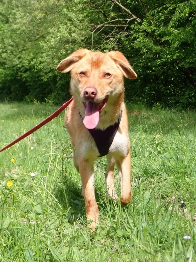 Silco, male puppy Mixed Breed for adoption at Remember Me France
