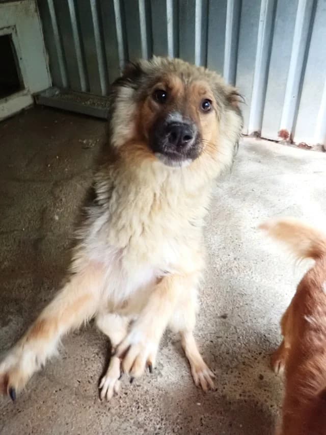 Liorah, female puppy Mixed Breed for adoption at Remember Me France
