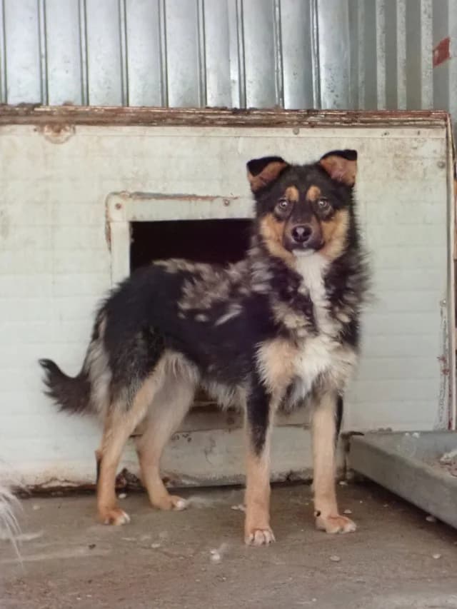 Olyne, Mixed Breed (Remember Me France)