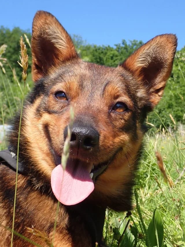 Sami, male puppy Mixed Breed for adoption at Remember Me France