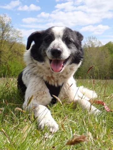 Iskaya, female puppy Mixed Breed for adoption at Remember Me France