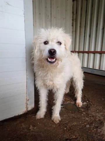 Korugu, male young Mixed Breed for adoption at Remember Me France