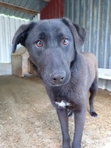 Myrka, female young Mixed Breed for adoption at Remember Me France