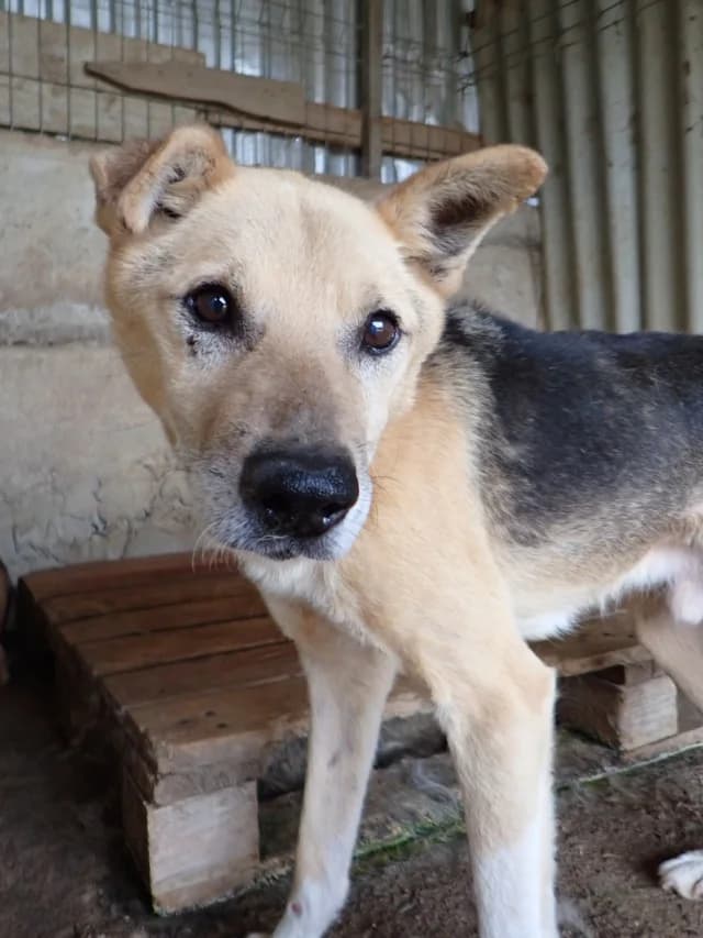 Debussy, male senior Mixed Breed for adoption at Remember Me France