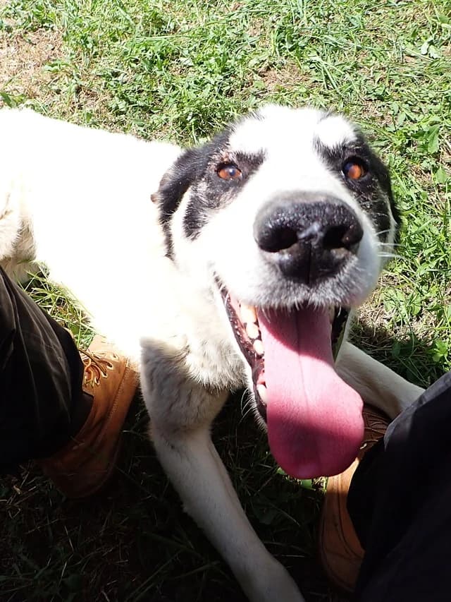 Auguste, Mixed Breed (Remember Me France)