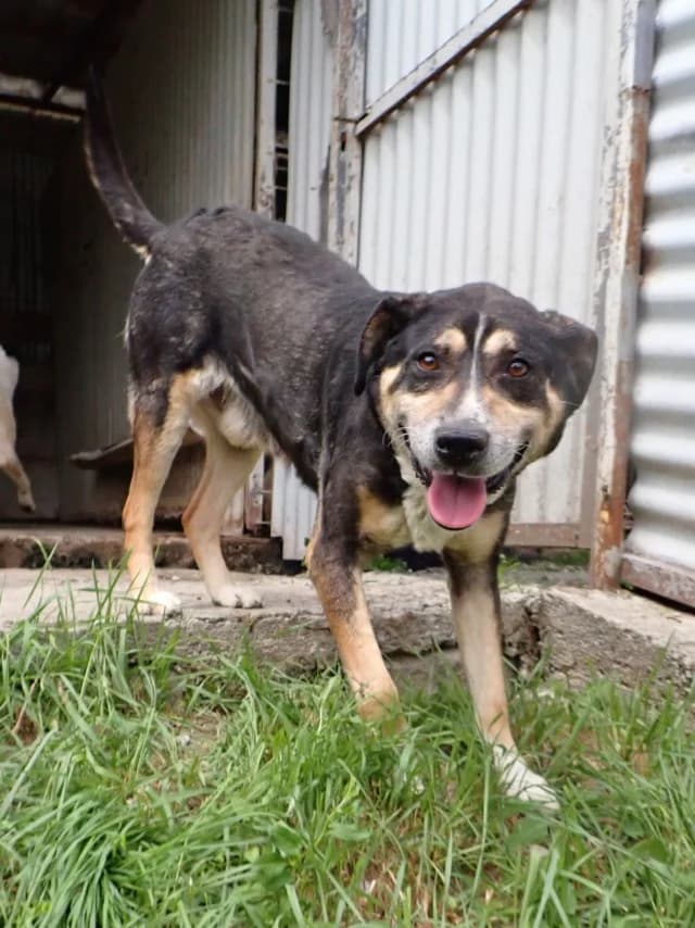 Junko, male senior Mixed Breed for adoption at Remember Me France