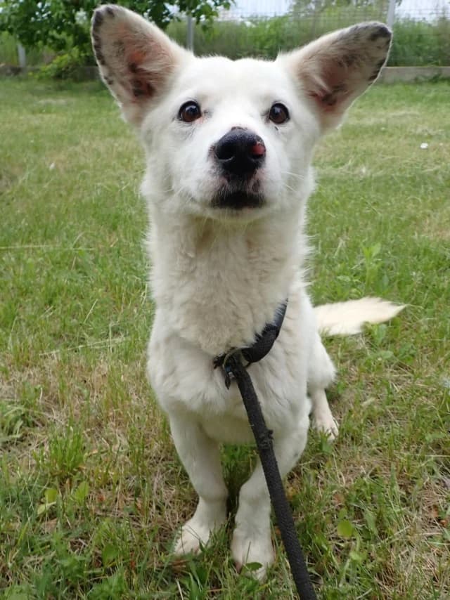 Geralt, male 5yo Mixed Breed for adoption at Remember Me France