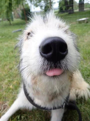 Tissaia, female young Mixed Breed for adoption at Remember Me France