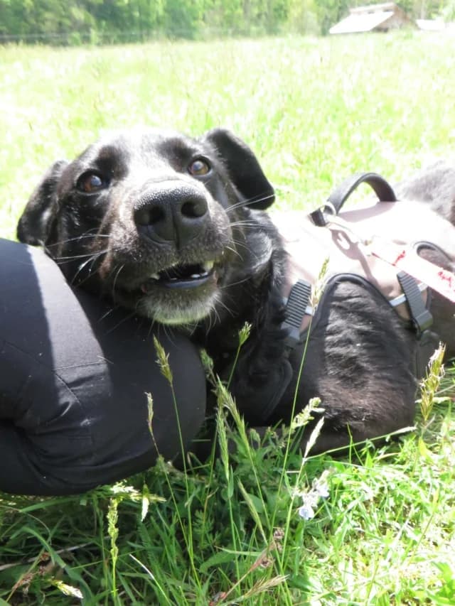 Sigismund, male puppy Mixed Breed for adoption at Remember Me France
