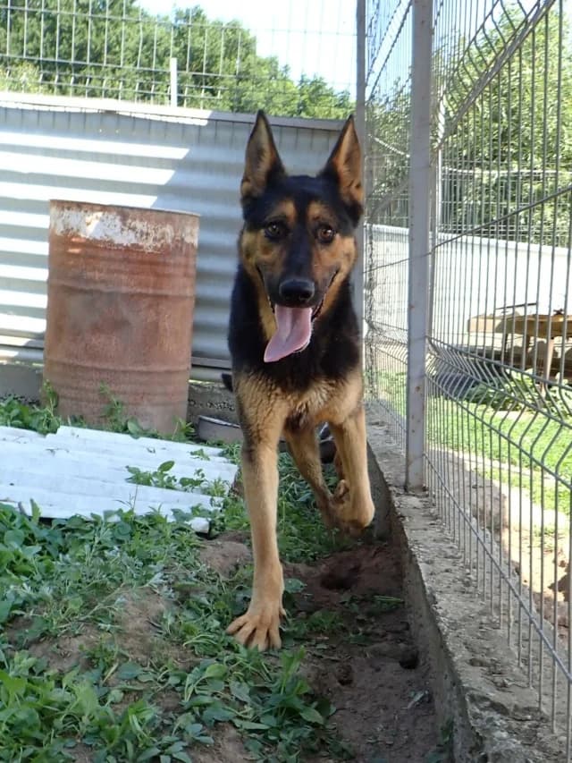 Serpentard, male puppy Mixed Breed for adoption at Remember Me France