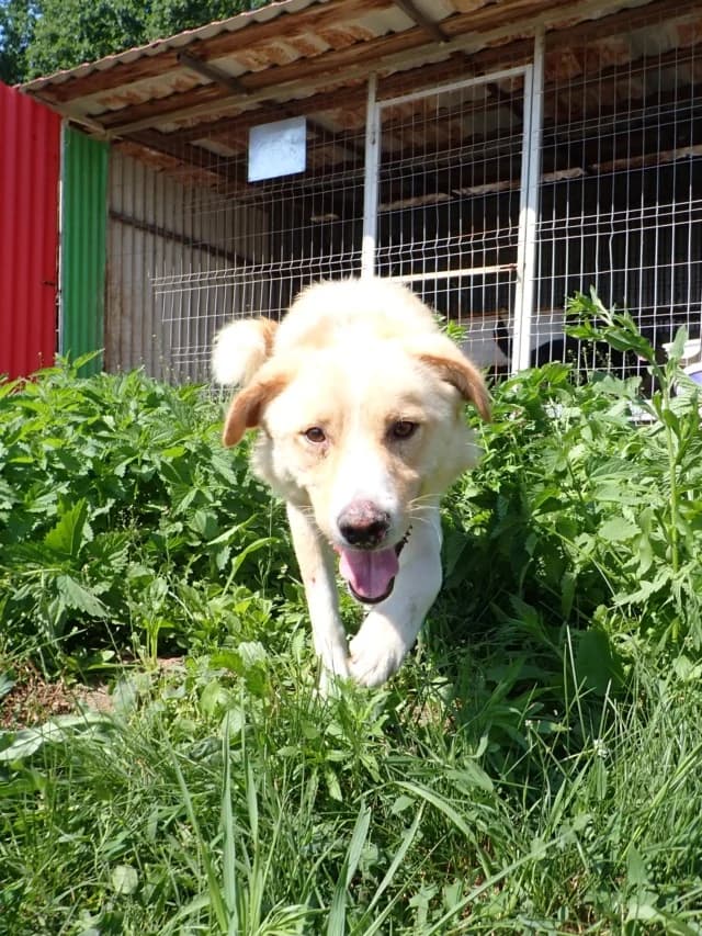Zoltan, male 3yo Mixed Breed for adoption at Remember Me France