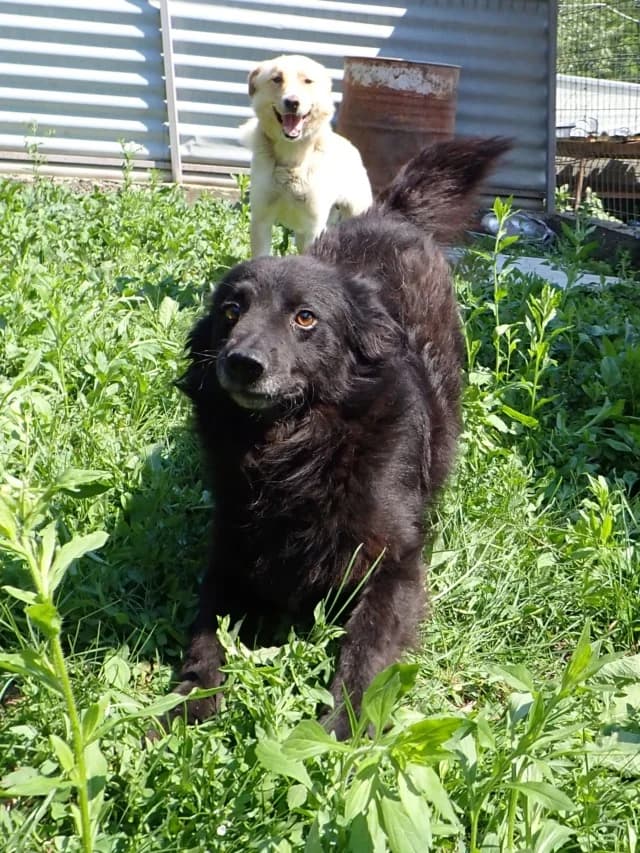 Zymer, male senior Mixed Breed for adoption at Remember Me France