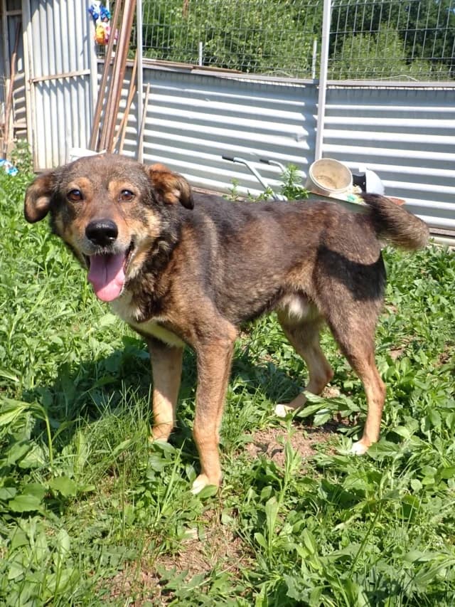 Skenner, male 5yo Mixed Breed for adoption at Remember Me France