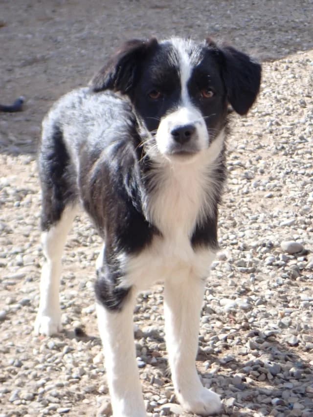 Ibrahima, female puppy Mixed Breed for adoption at Remember Me France