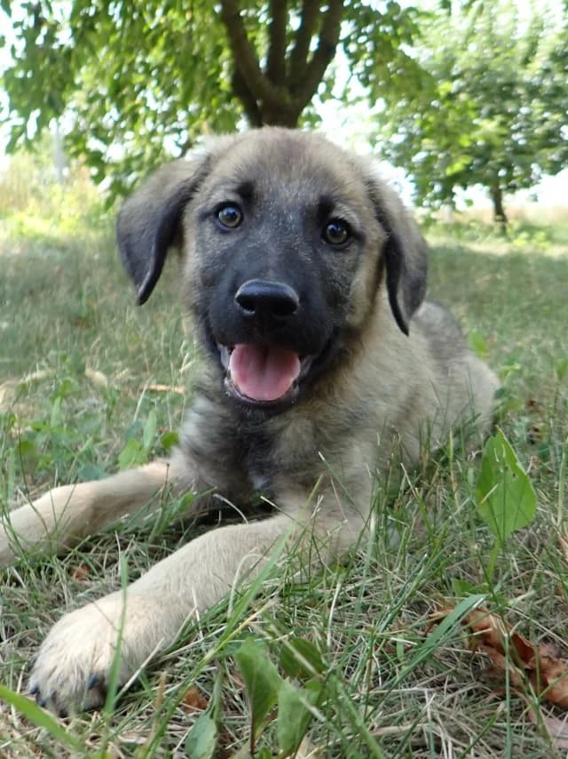 Cirilla, Mixed Breed (Remember Me France)