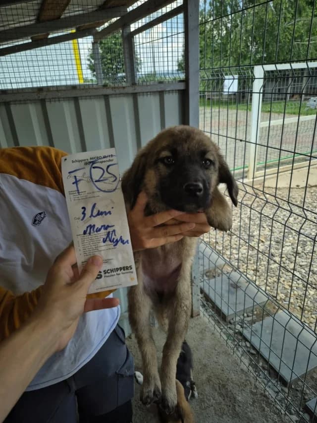 Cirilla, female puppy Mixed Breed for adoption at Remember Me France