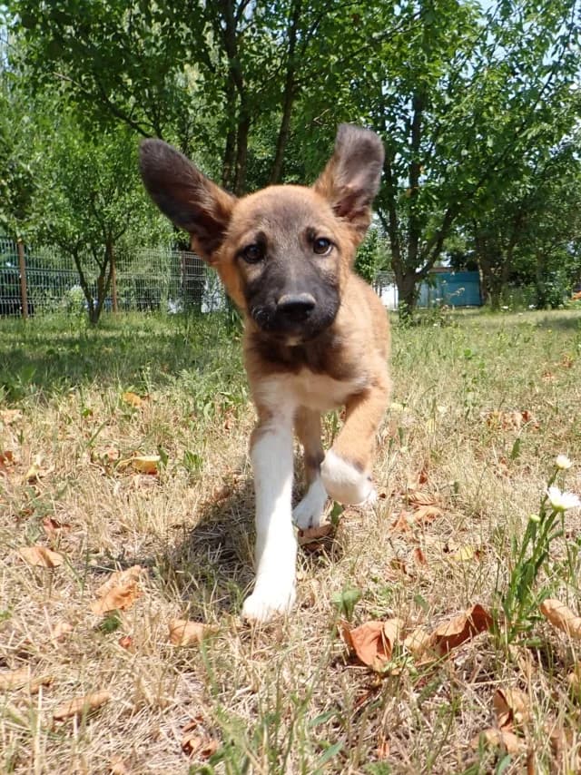 Milva, female puppy Mixed Breed for adoption at Remember Me France