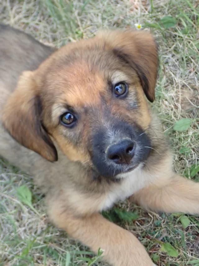 Vilgefortz, male puppy Mixed Breed for adoption at Remember Me France