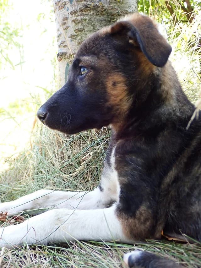 Yliana, female puppy Mixed Breed for adoption at Remember Me France