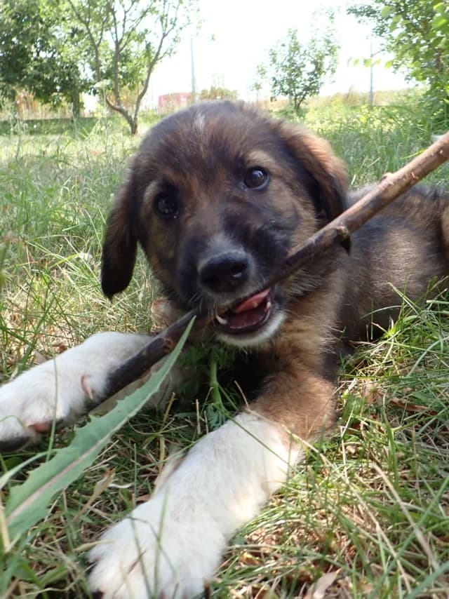 Smocky, male puppy Mixed Breed for adoption at Remember Me France