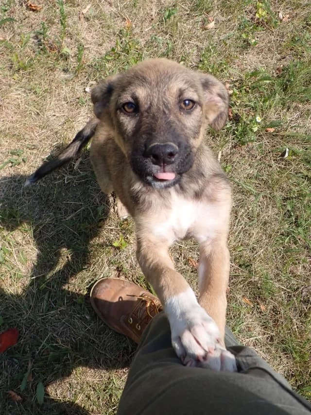 Mavie, female puppy Mixed Breed for adoption at Remember Me France