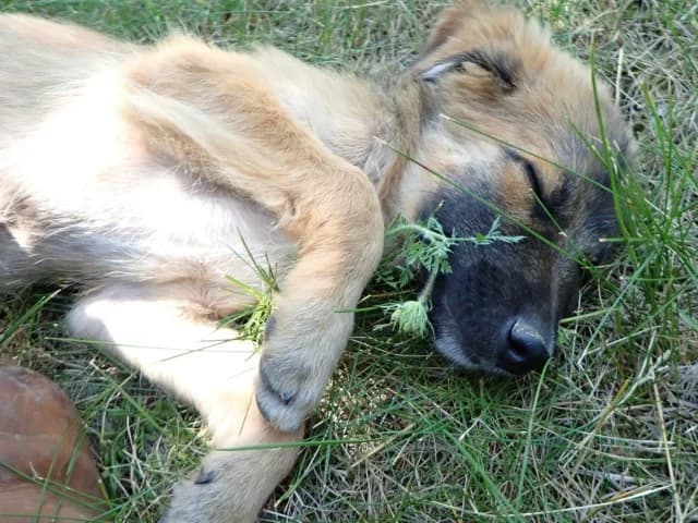 Alto, male puppy Mixed Breed for adoption at Remember Me France
