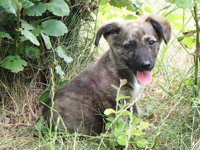 Lunaya, female puppy Mixed Breed for adoption at Remember Me France