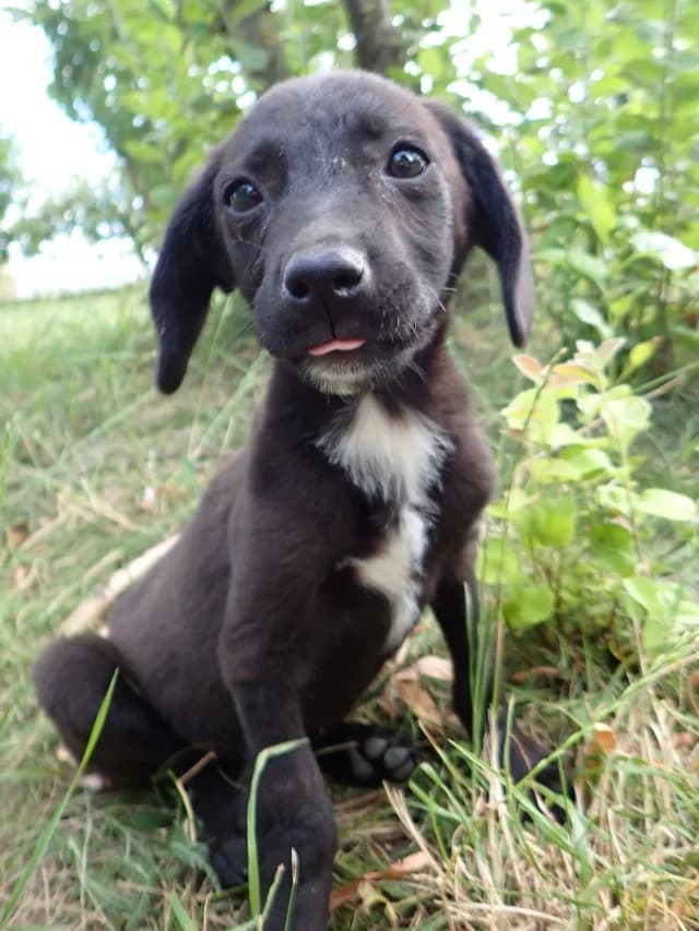 Nayara, female puppy Mixed Breed for adoption at Remember Me France