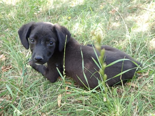 Nayara, female puppy Mixed Breed for adoption at Remember Me France