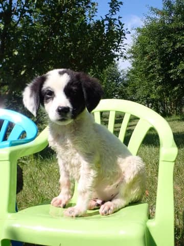 Nimbus, male puppy Mixed Breed for adoption at Remember Me France